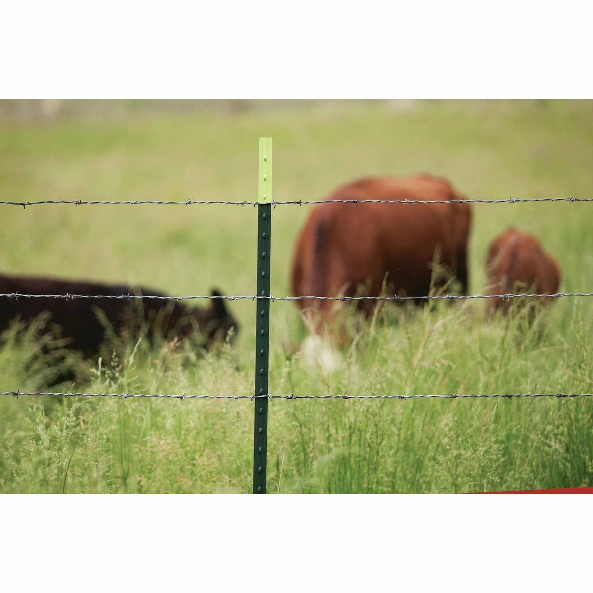 Best Sale ⭐ Nucor Steel T-Post, Green / Gold, 6 FT, FPN125072GG 🔥 2 Best Sale ⭐ Nucor Steel T-Post, Green / Gold, 6 FT, FPN125072GG 🔥 - Image 2